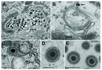 Figure 9. 