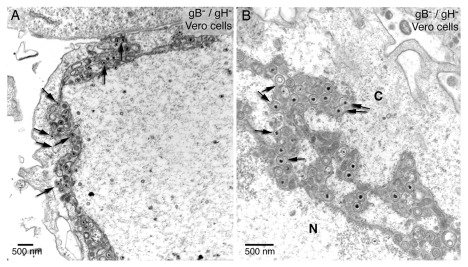 Figure 12. 