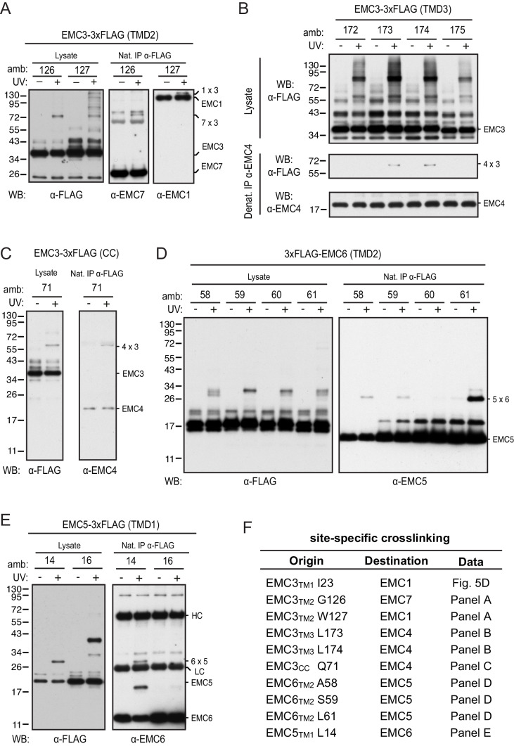 Figure 5—figure supplement 3.