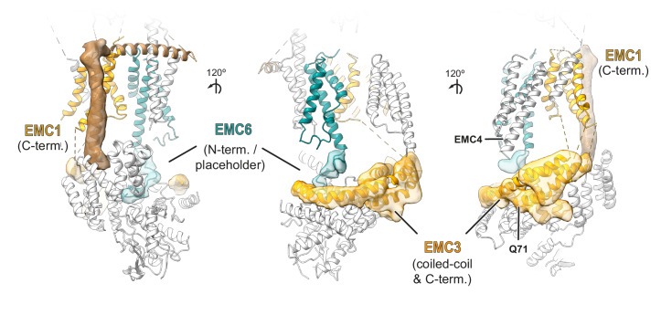 Figure 5—figure supplement 4.