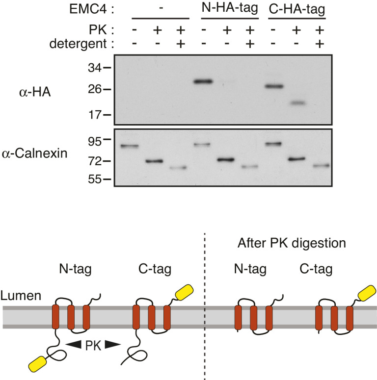 Figure 5—figure supplement 2.