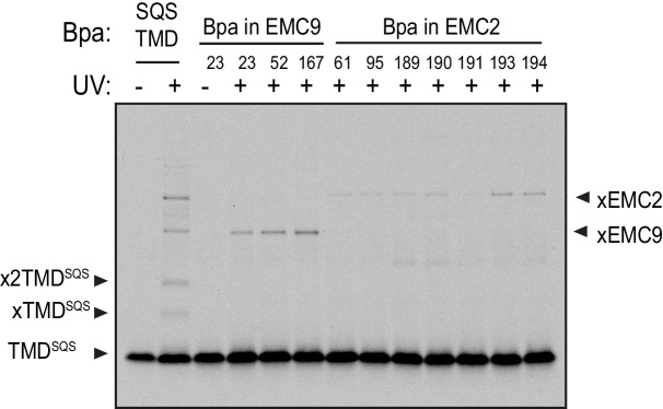 Figure 3—figure supplement 1.