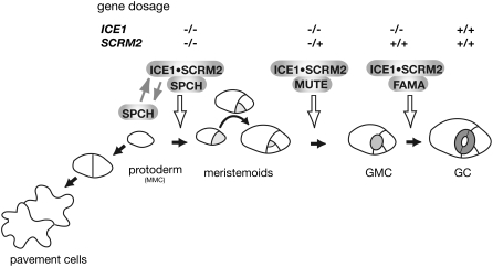 Figure 7.