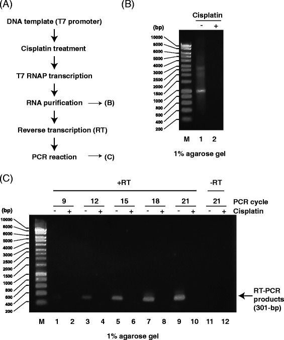 Fig. 8