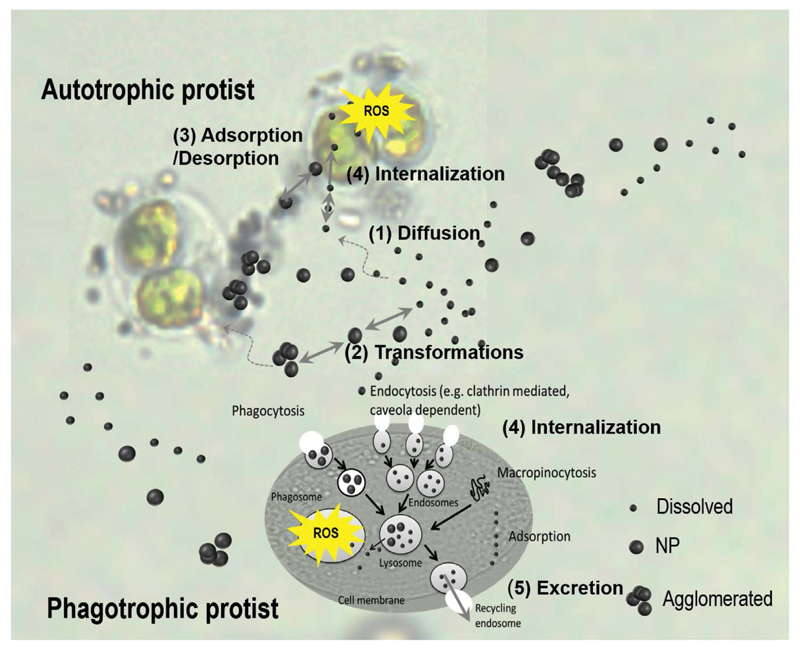 Fig. 3