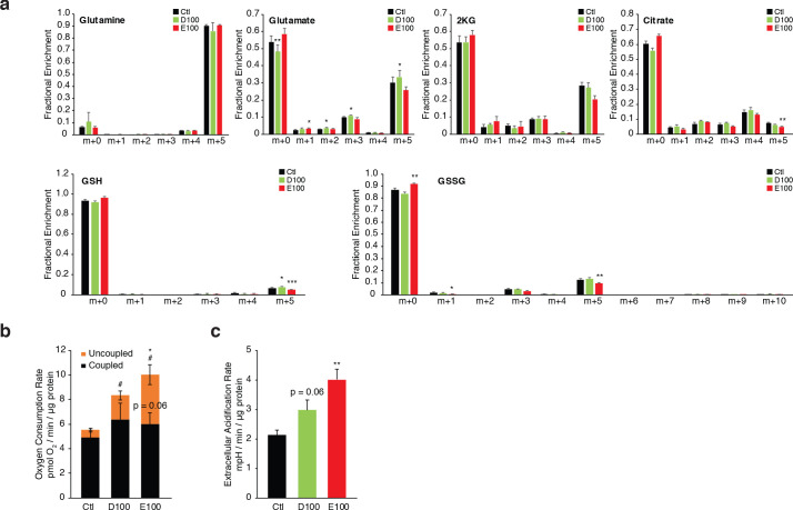 Figure 5—figure supplement 1.