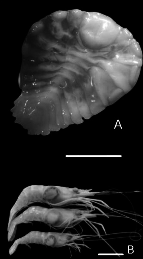 Fig. 2