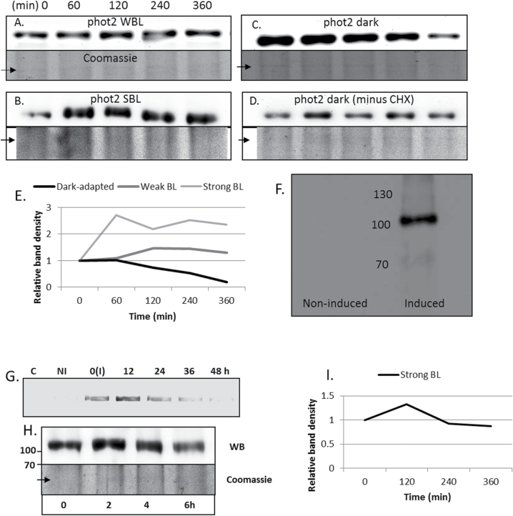 Fig. 10.