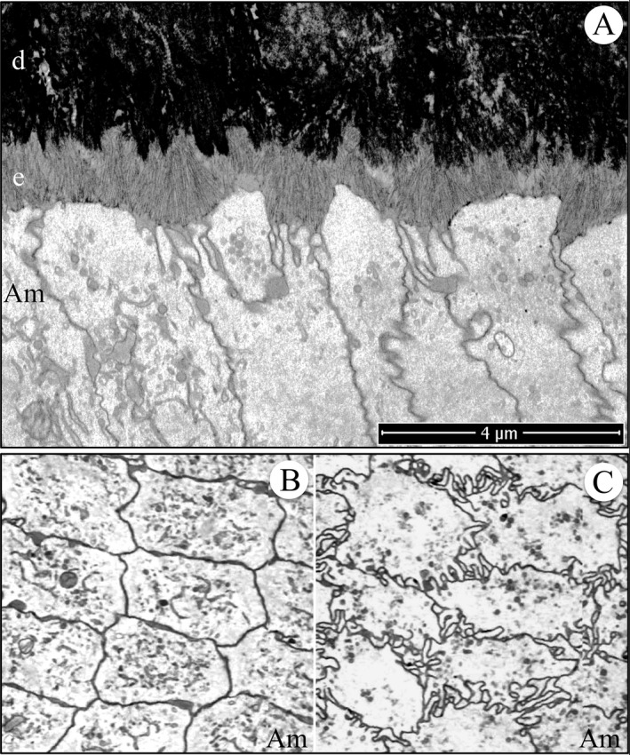 Figure 11