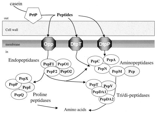 FIG. 1