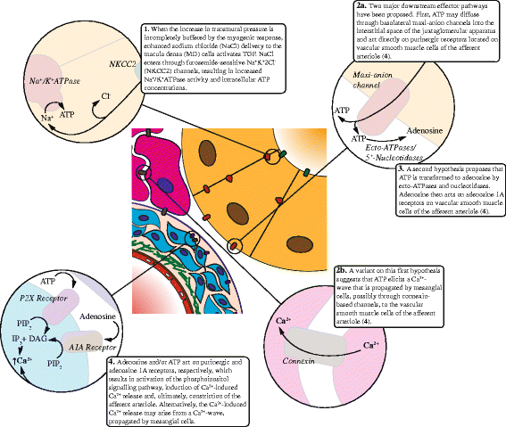 Fig. 2