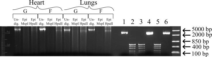 Fig 6