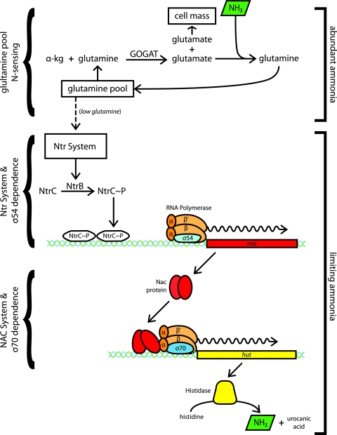 FIG. 1.