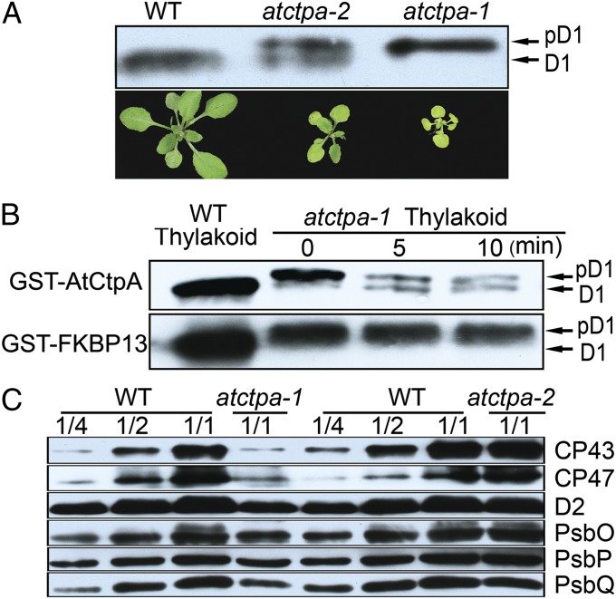 Fig. 3.