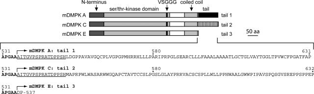 FIG. 1.