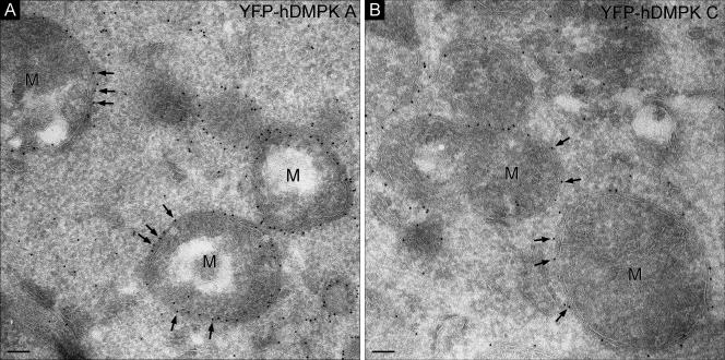 FIG. 8.