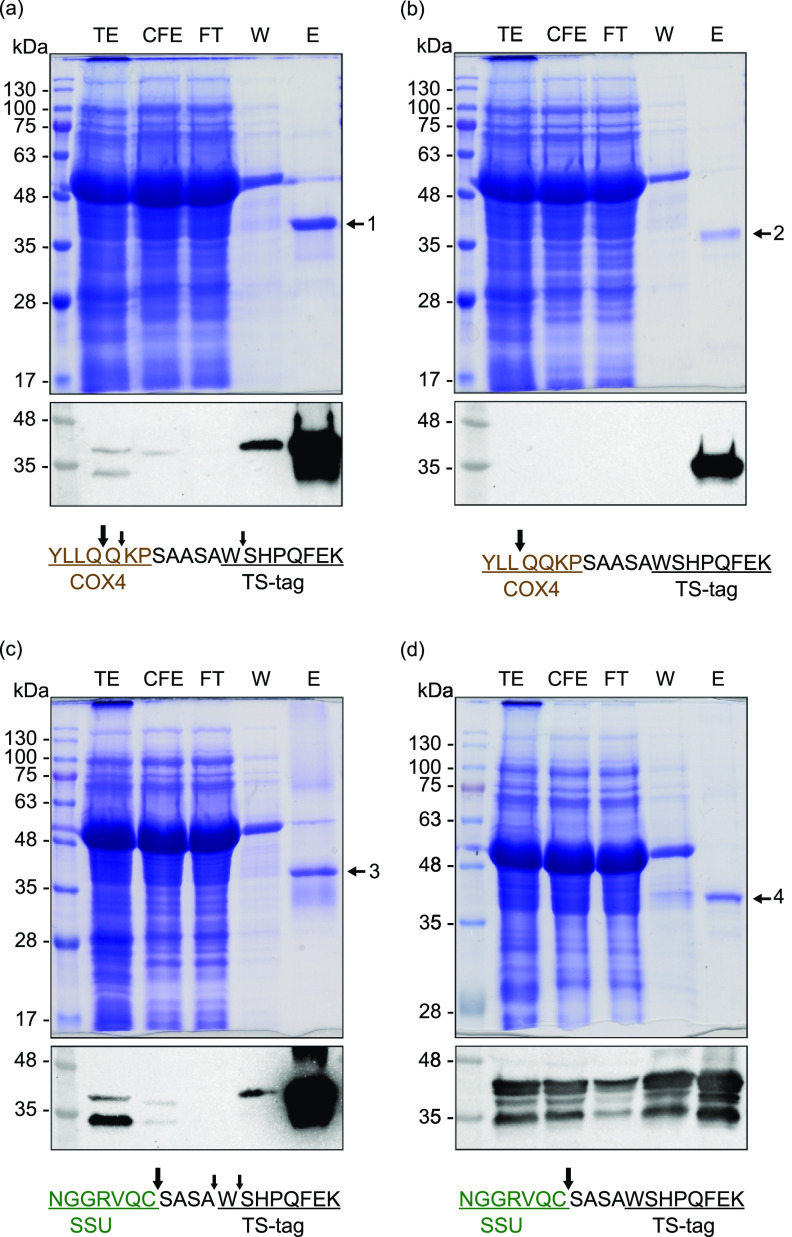 FIG 4