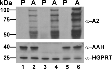 FIGURE 7.