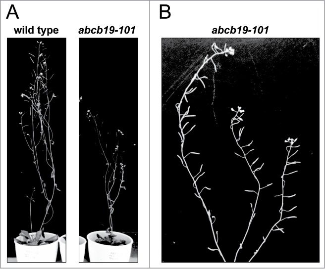 Figure 4.