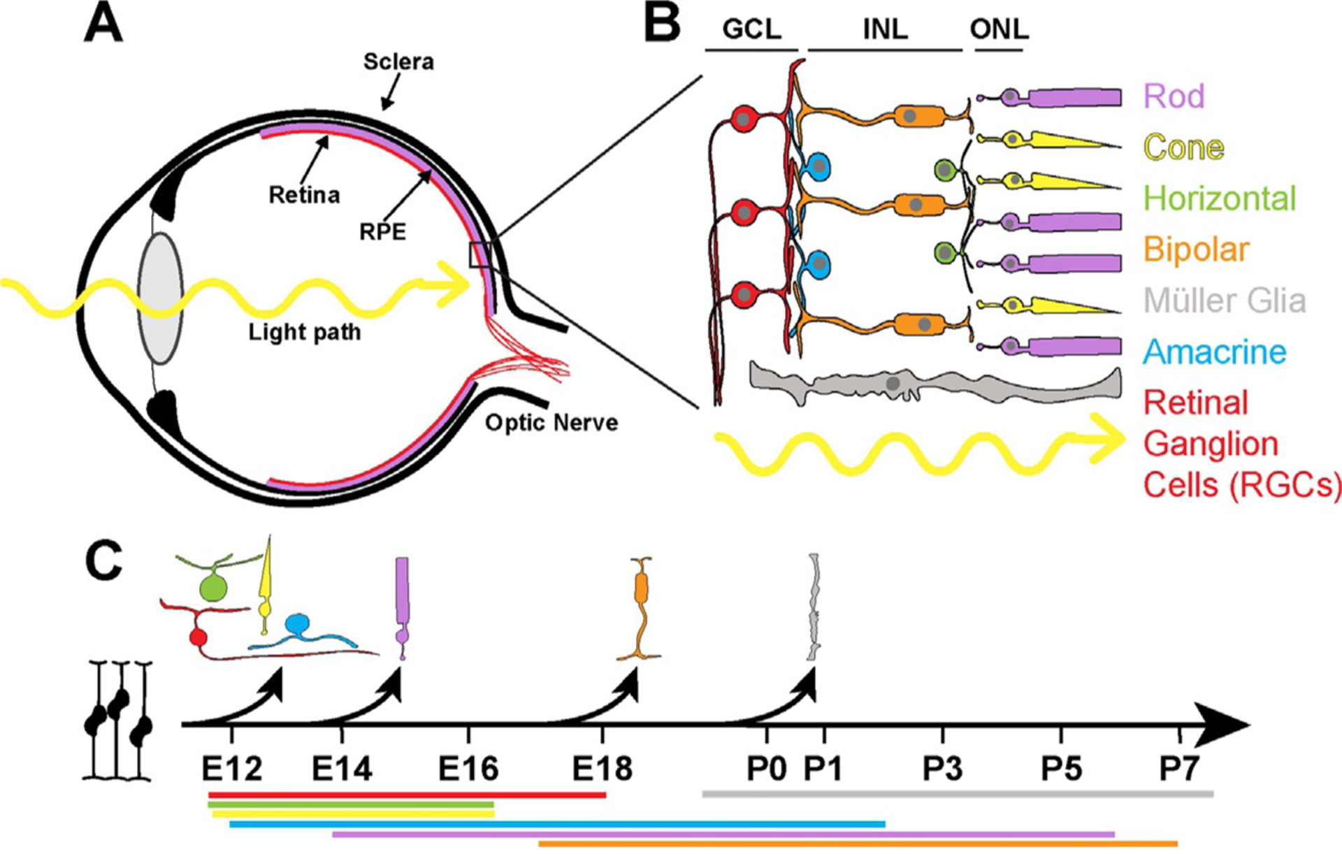 Fig. 2