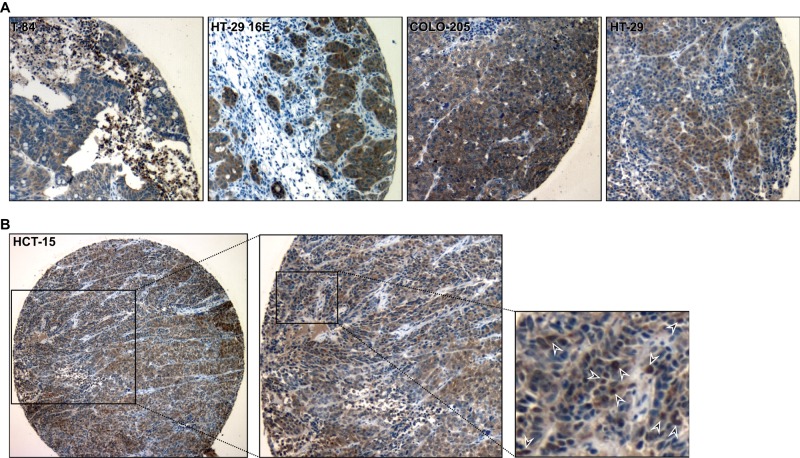 FIGURE 4: