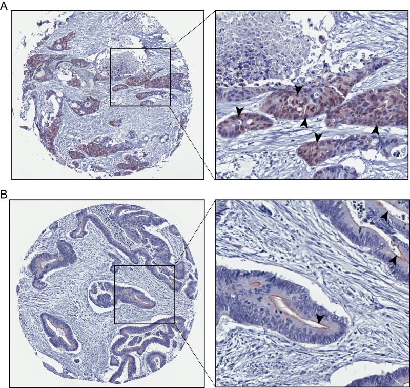 FIGURE 5: