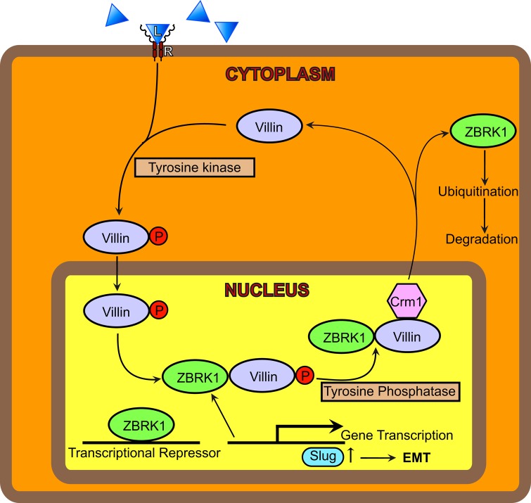 FIGURE 7: