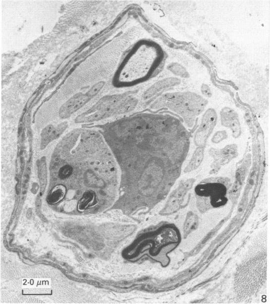 Fig. 8