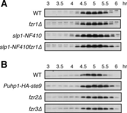 FIGURE 4: