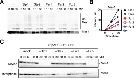 FIGURE 6: