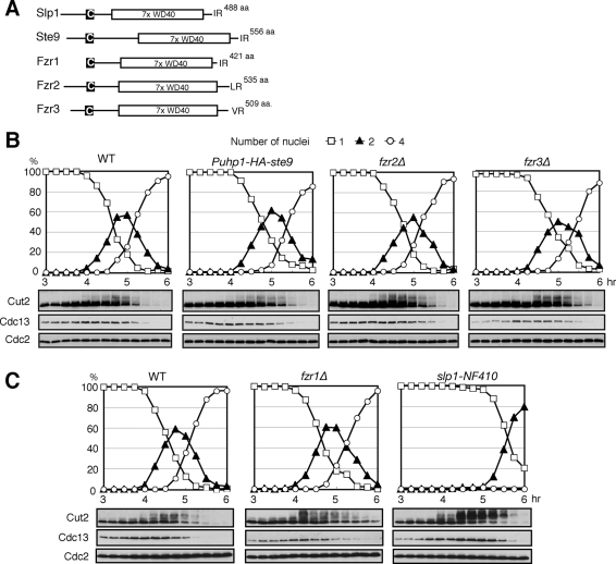 FIGURE 1: