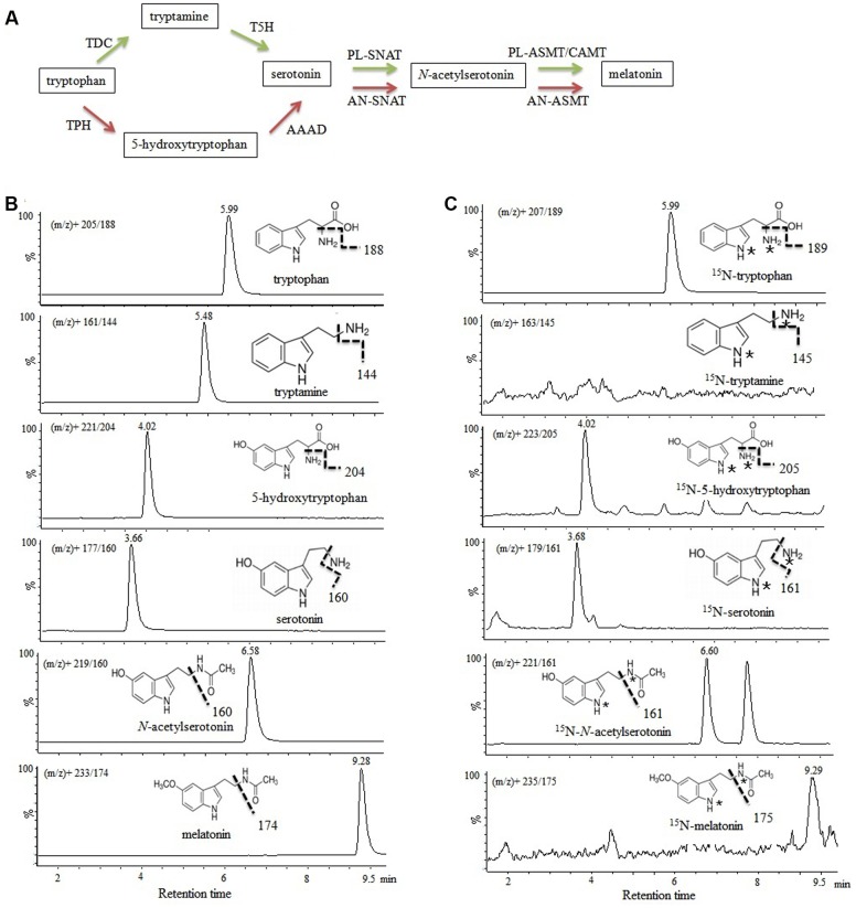 FIGURE 2