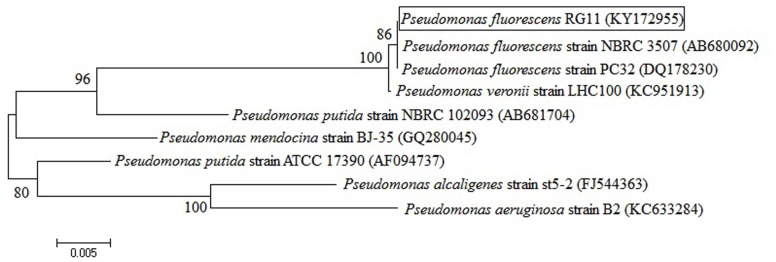 FIGURE 1