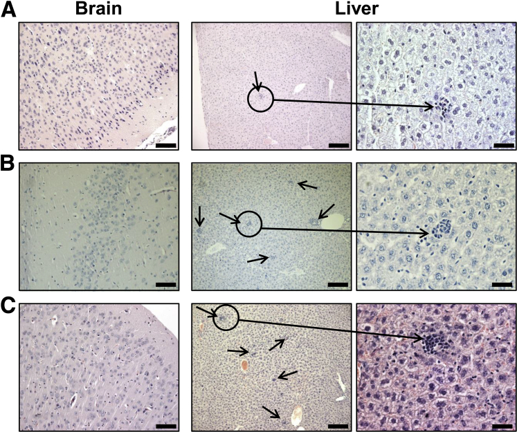 Figure 7