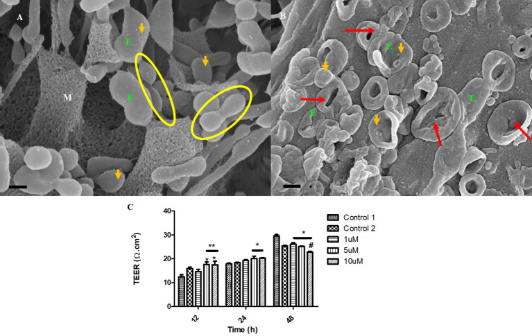 Figure 10