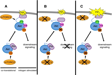 FIGURE 4.