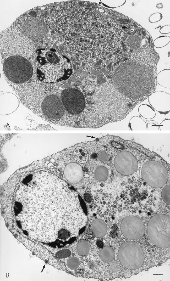 FIG. 5
