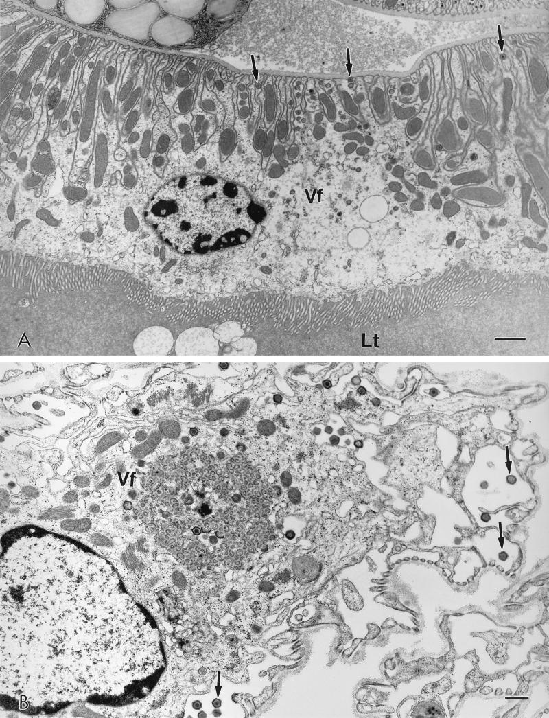 FIG. 6
