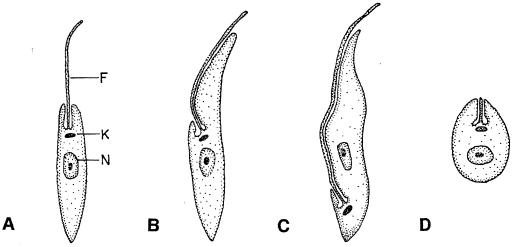 FIG. 1.