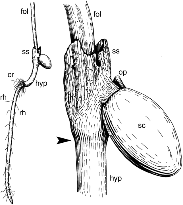 Fig. 5.