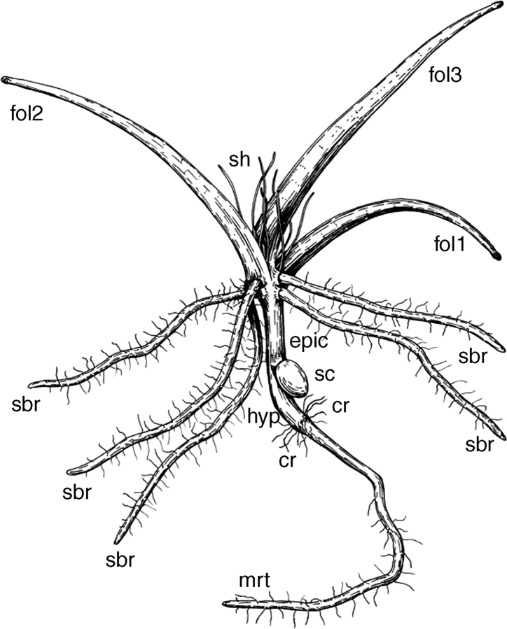 Fig. 10.