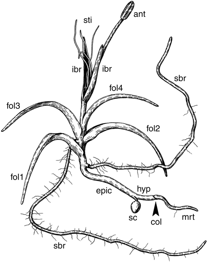 Fig. 8.