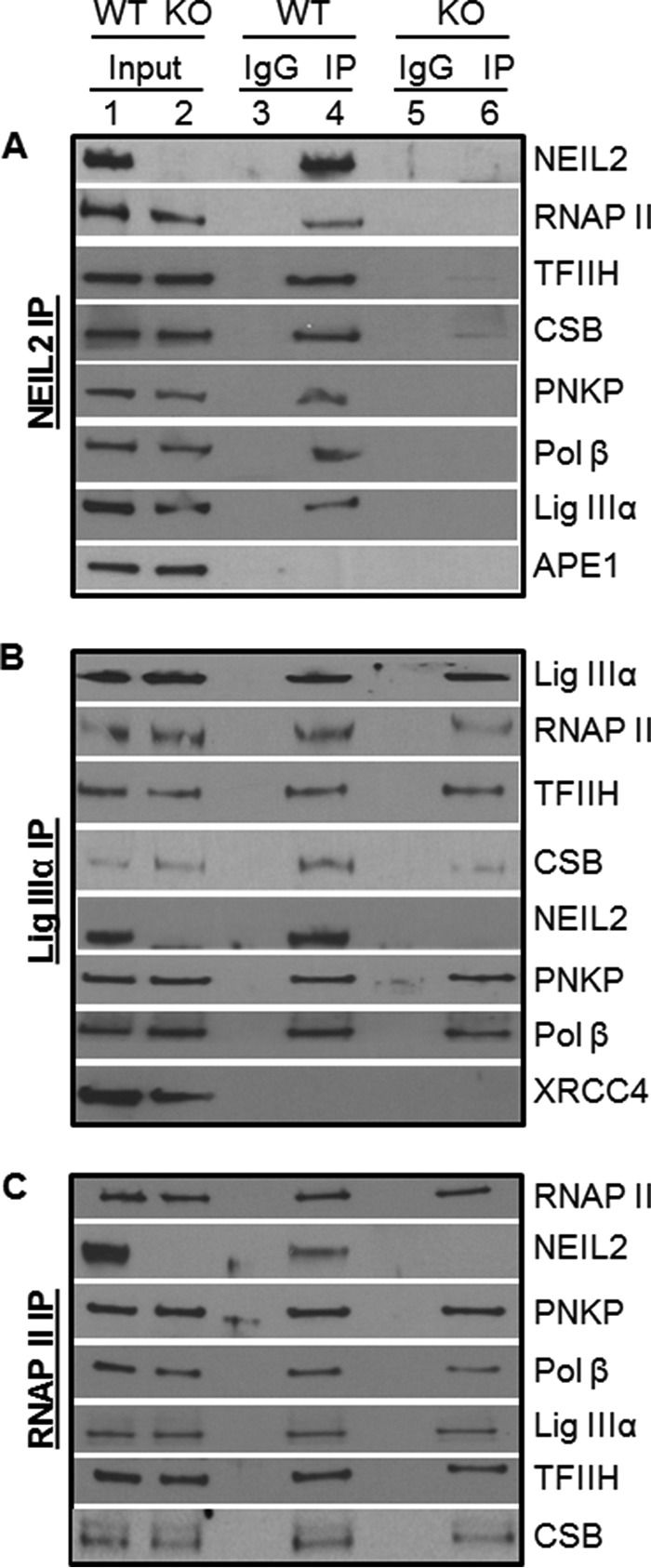 FIGURE 4.