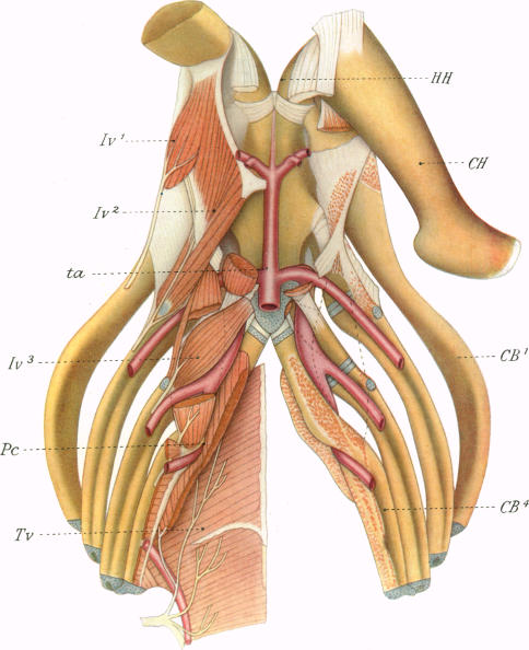 Fig. 54