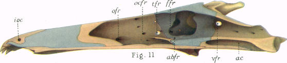 Fig. 11