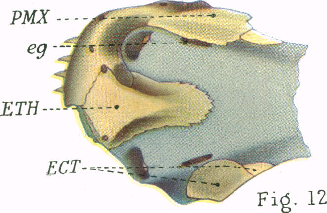 Fig. 12