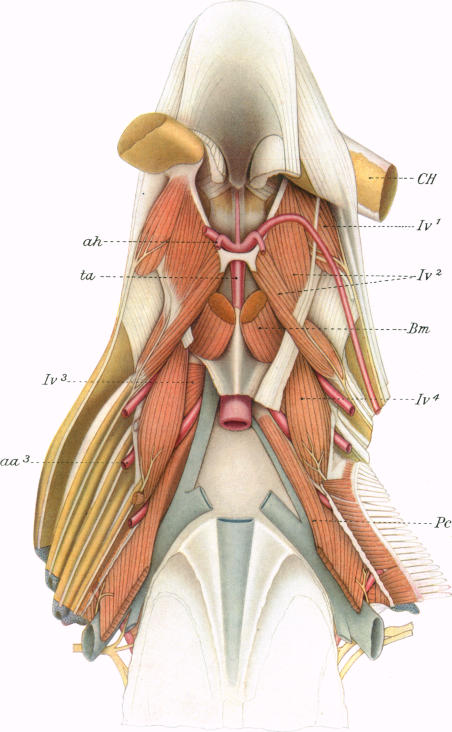 Fig. 53