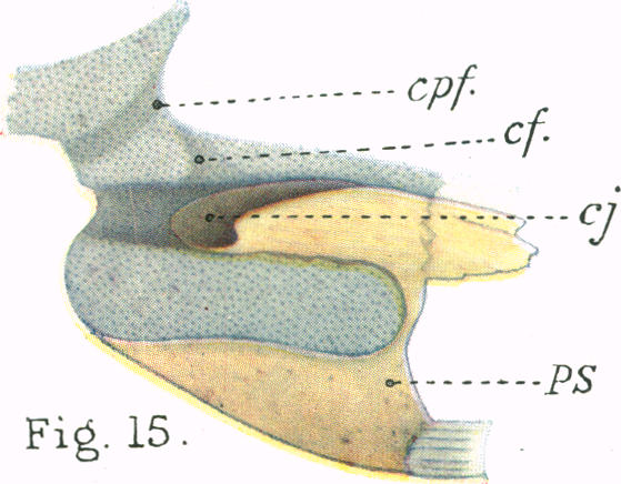 Fig. 15