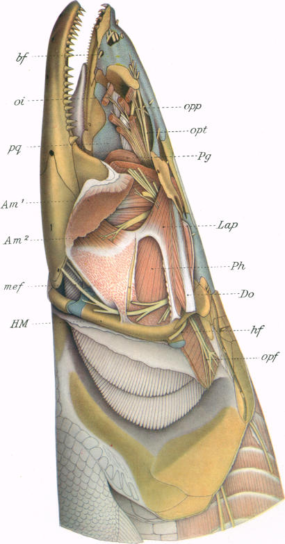 Fig. 46