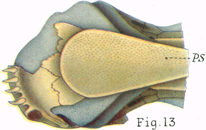 Fig. 13